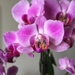 New Orchid by loweygrace