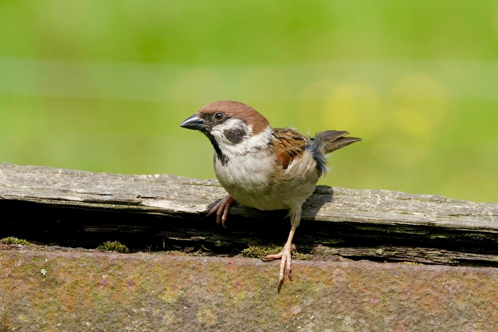 ADULT TREE SPARROW by markp