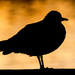 Gull Sunset Silhouette by davidrobinson