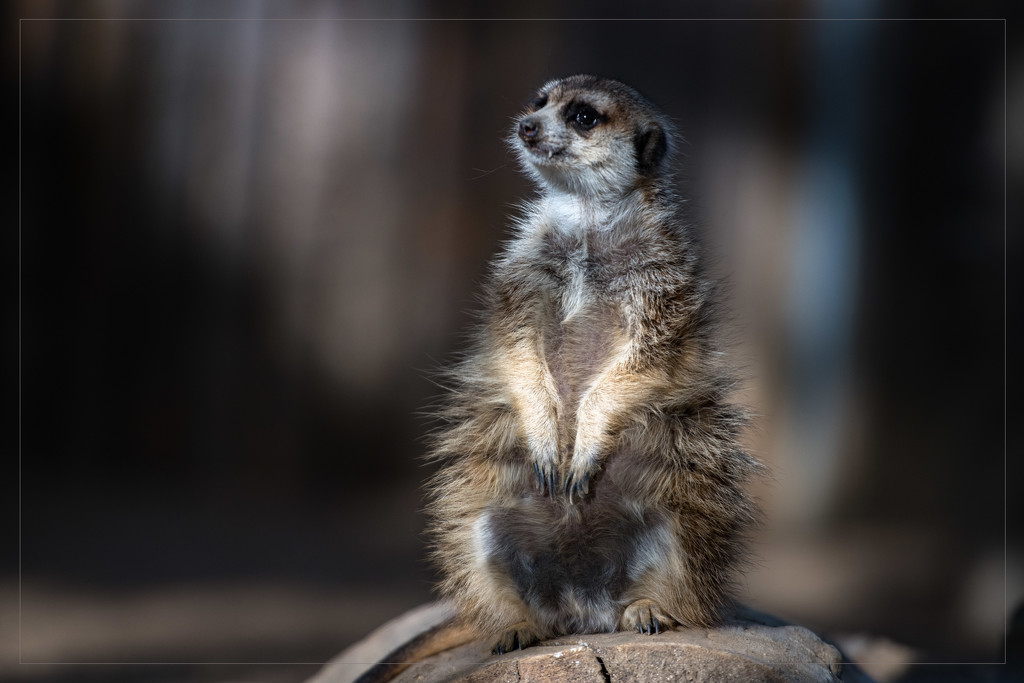 The Mona Meerkat by stray_shooter