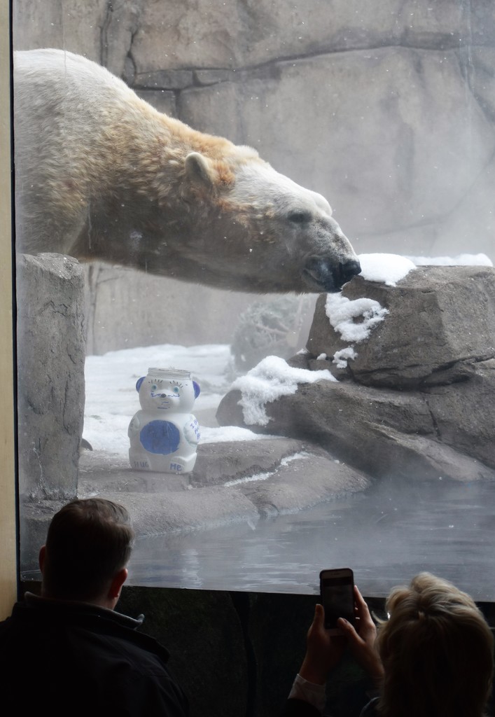 Polar Bear Experience by caitnessa