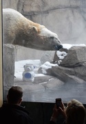 14th Jan 2018 - Polar Bear Experience