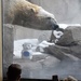 Polar Bear Experience by caitnessa