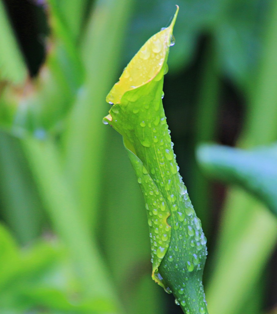 Raindropped lily bud by kiwinanna