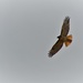 red tailed hawk-1 by bigdad