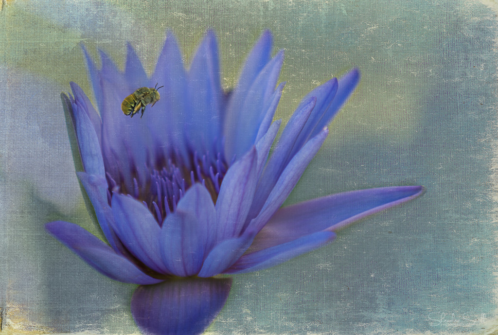 The bee and the waterlily by bella_ss