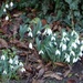Snowdrops  by foxes37