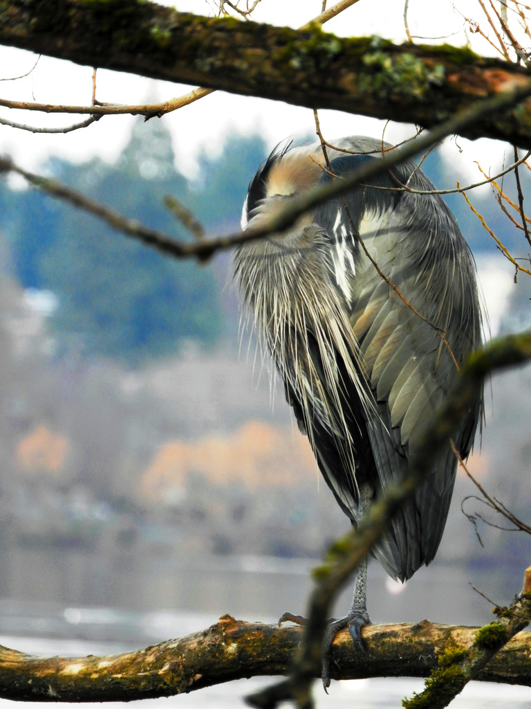 Napping Blue Heron by seattlite