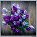 Purple Tulips by pcoulson