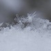 Snowflakes by julie