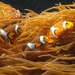 Clownfish & Anemones by suzanne234