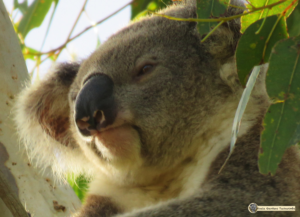 soft light by koalagardens