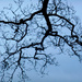 Looking up to the branches of the Oak tree. by snowy