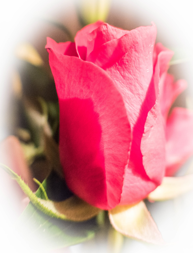 Roses are red...... by susie1205
