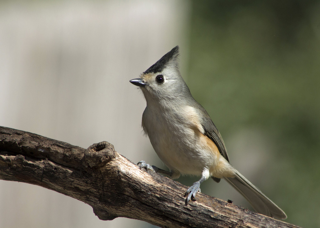 Black-Crested Titmouse by gaylewood