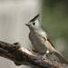 Black-Crested Titmouse by gaylewood