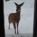 Another back porch visitor by tunia