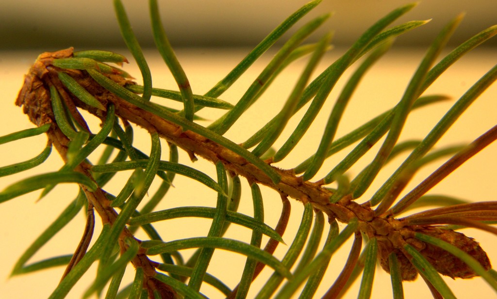 Day 122:  Pine Needles by sheilalorson