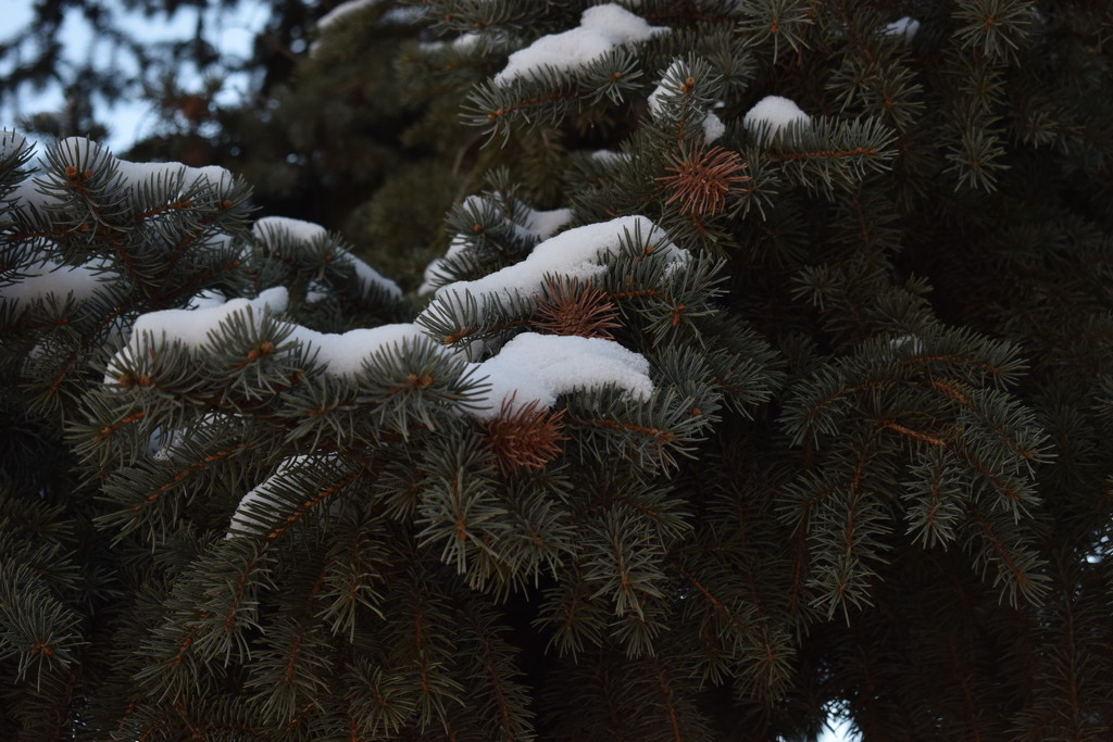 Snow on Blue Spruce by sandlily