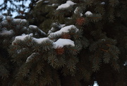 16th Jan 2018 - Snow on Blue Spruce