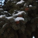 Snow on Blue Spruce by sandlily