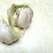 Garlic by bruni