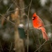 Cardinal by adi314
