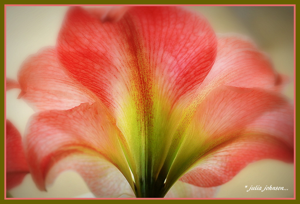 Amaryllis .. Apple Blossom.. from behind.. by julzmaioro