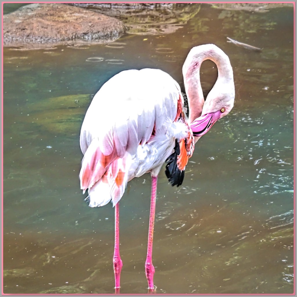 Flamingo preening itself. by ludwigsdiana