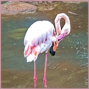 17th Jan 2018 - Flamingo preening itself.