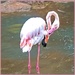Flamingo preening itself. by ludwigsdiana