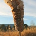 Cattail Close Up by harbie