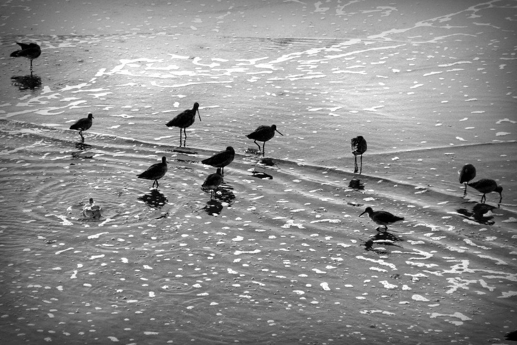 Shorebirds by jaybutterfield