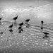 Shorebirds by jaybutterfield