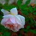 Rose by congaree