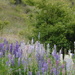 Lupins. These are all over the South Island of NZ too. by chimfa