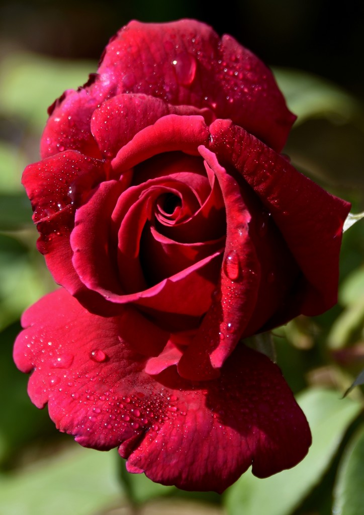 Raindrops On Roses_DSC1598 by merrelyn