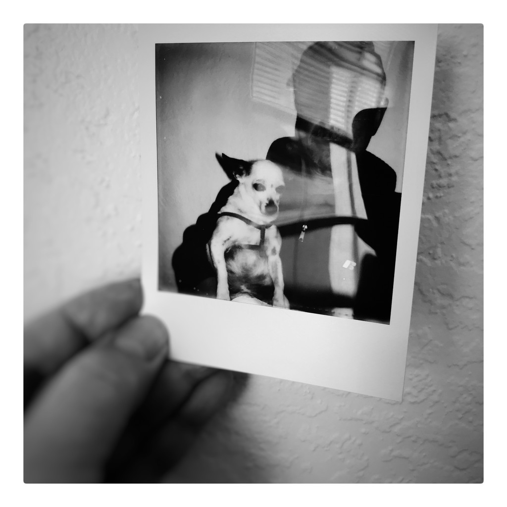 D’Art of Polaroid  by joemuli