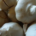 garlic bulbs by shannejw