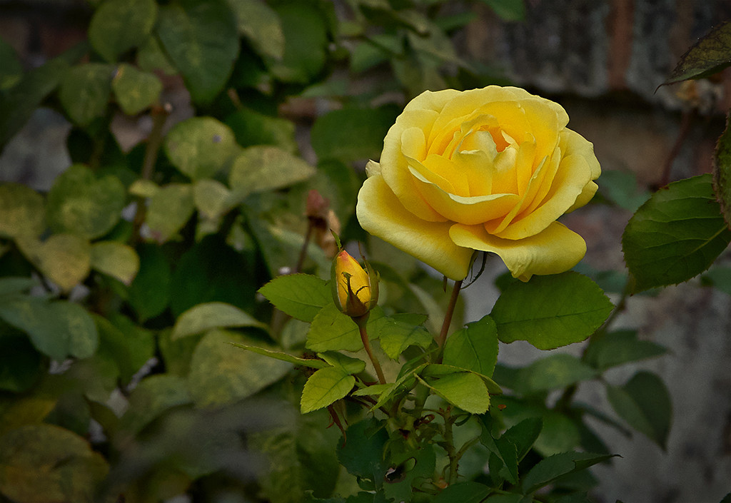 Generalife Garden Yellow Rose by gardencat