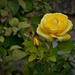Generalife Garden Yellow Rose by gardencat