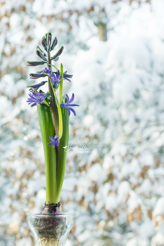 Hyacinth by janetb