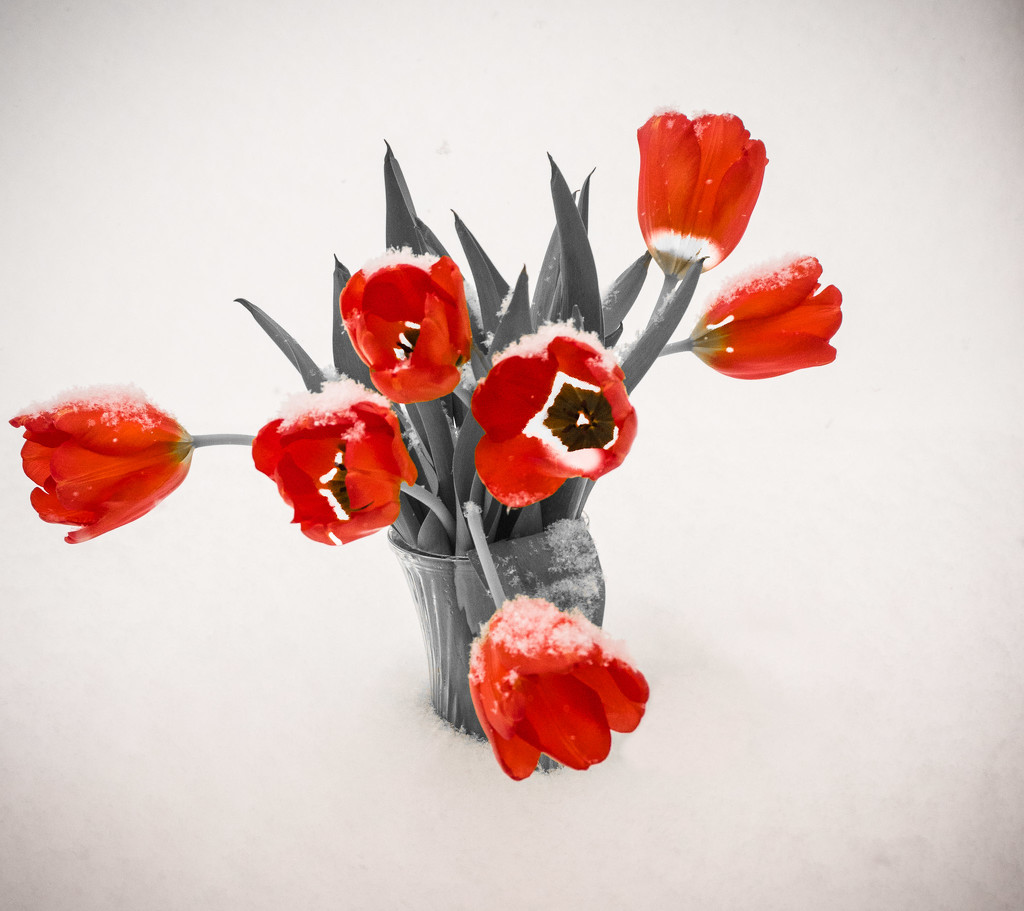 Snow on tulips by randystreat