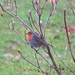 Robin Red Breast  by countrylassie