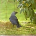 A Handsome Jackdaw by susiemc