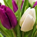 Shop bought Tulips by carole_sandford