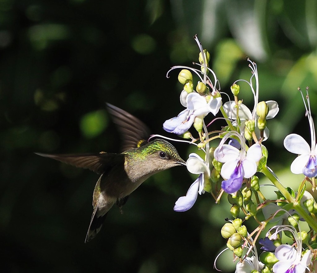 Hummingbird by jacqbb