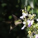 Hummingbird by jacqbb