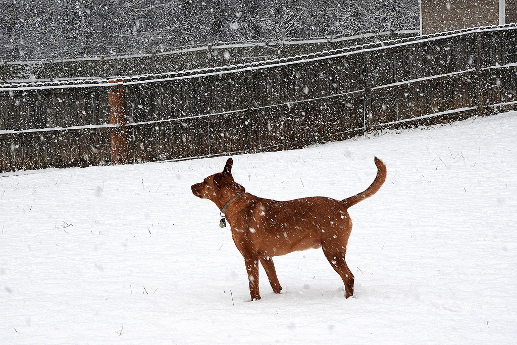 Seamus in the snow by homeschoolmom