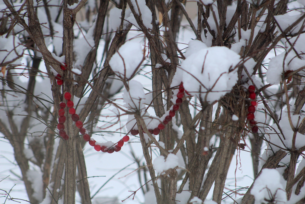 0106_6971 Berries for the birds by pennyrae